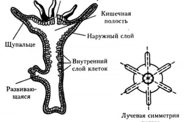 Кракен krakens13 at